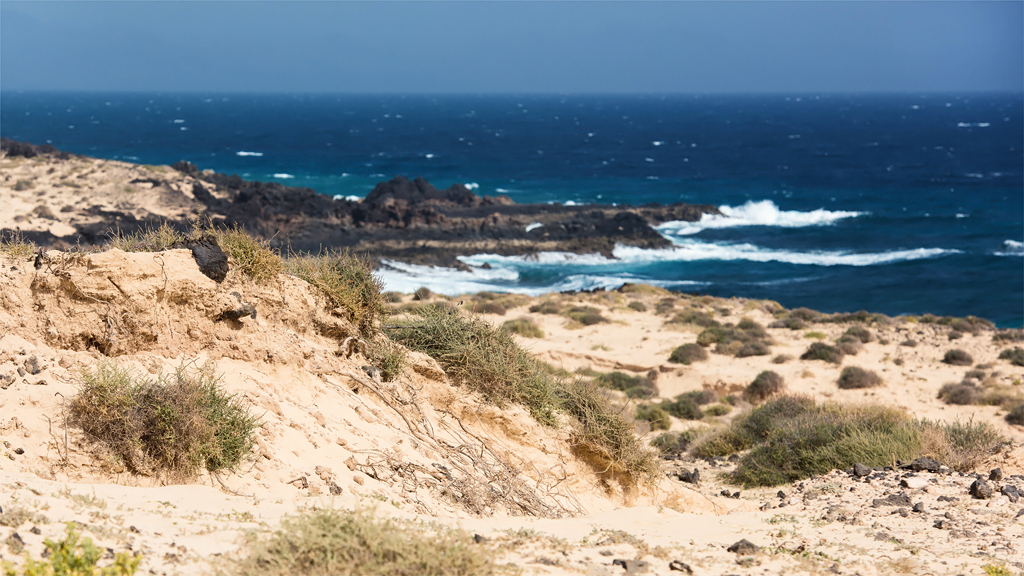 Wydmy Corralejo